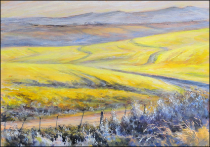 Fields of yellow